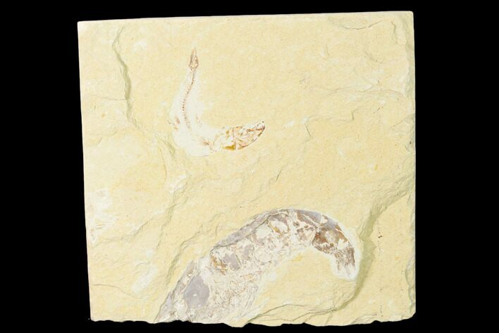 Cretaceous Fossil Fish (Gaudryella) and Shrimp - Lebanon #162784